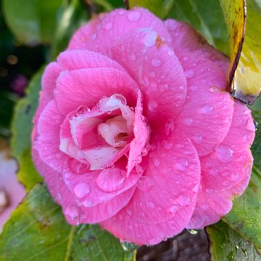 Camellia