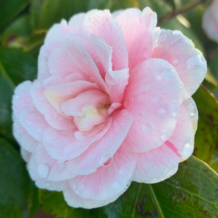 plant image 1448932