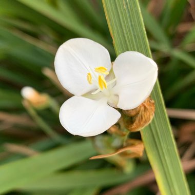 Libertia chilensis