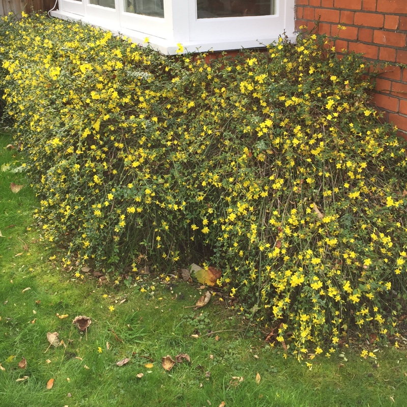 plant image 14795