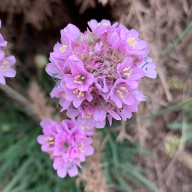 Armeria maritima