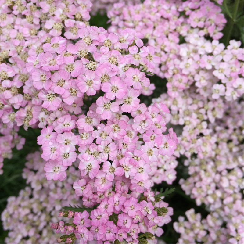 Achillea millefolium