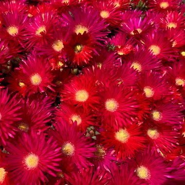 Lampranthus