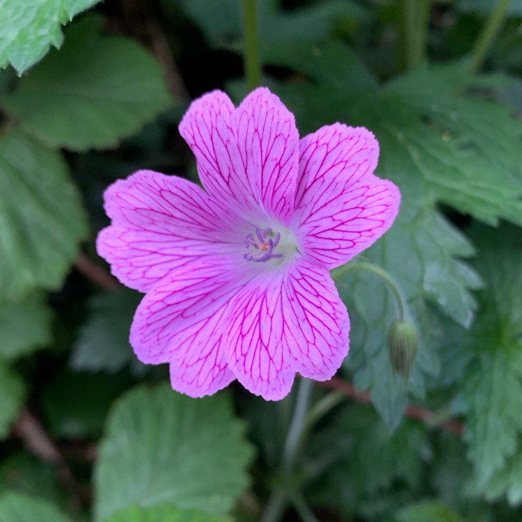 plant image 1504999