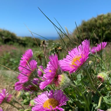 Erigeron glaucus 'Sea Breeze'