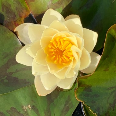 Nymphaea