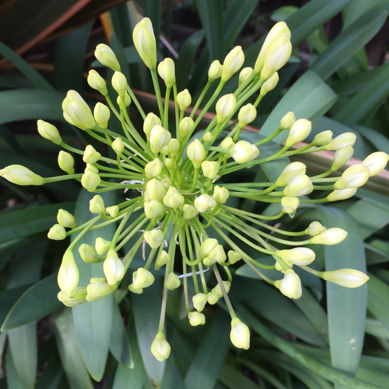 plant image 150888