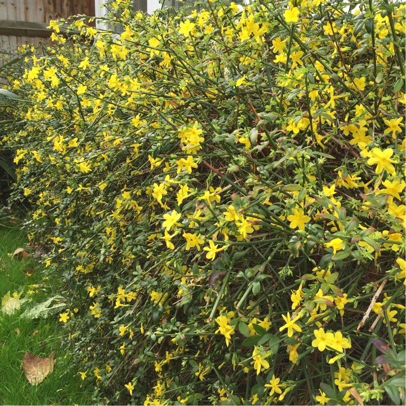 plant image 15117