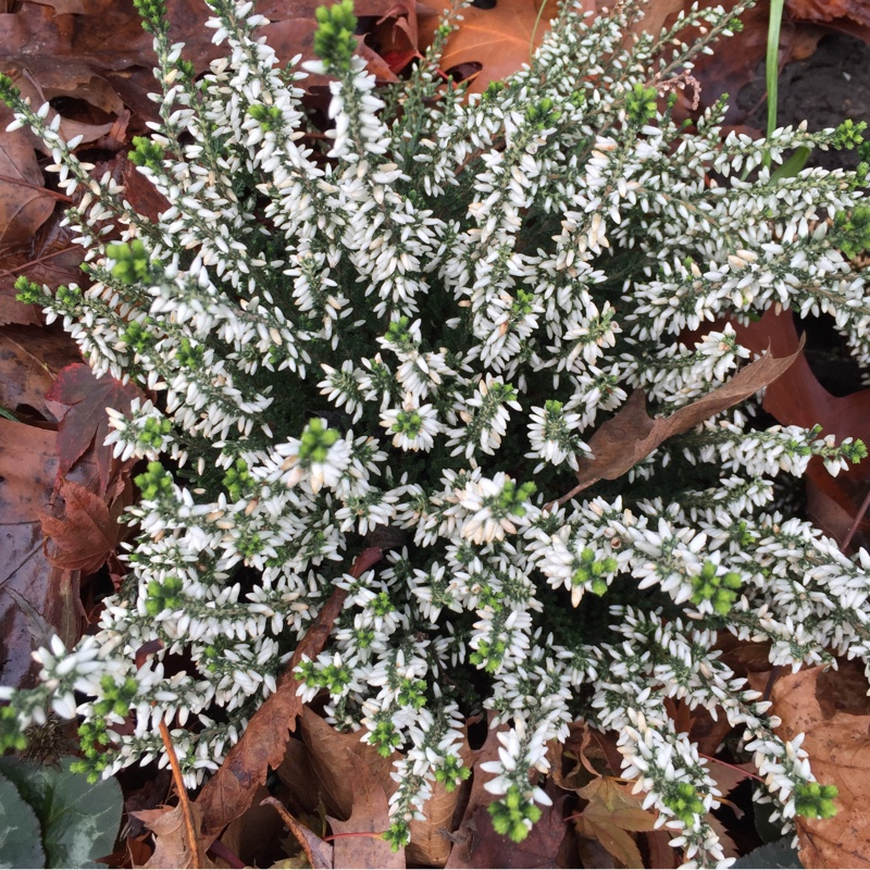 plant image 15344
