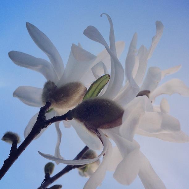 Plant image Magnolia stellata 'Rosea'