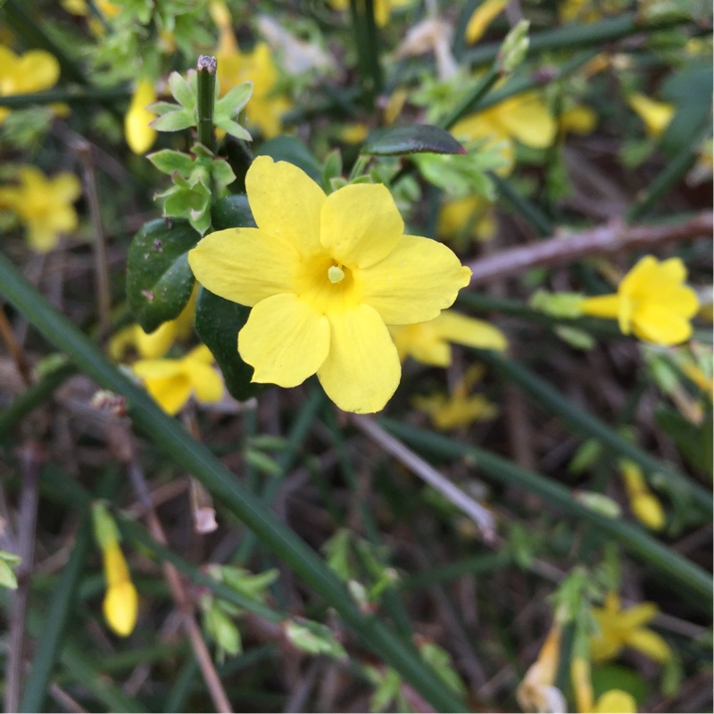 plant image 15525