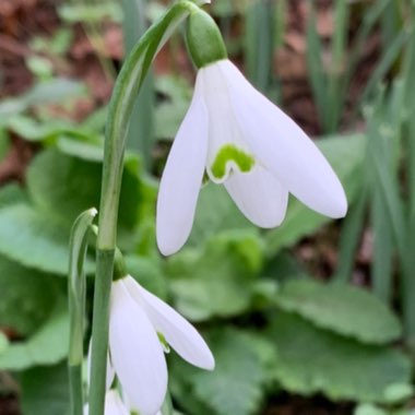 Snowdrop (Species) Common Snowdrop