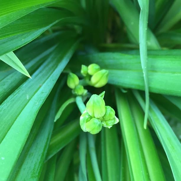 plant image 1561