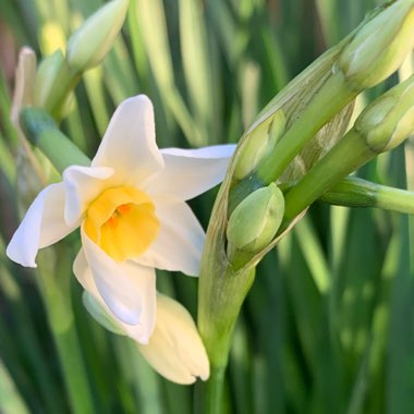 Justin's garden
