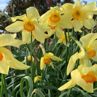 Justin's garden