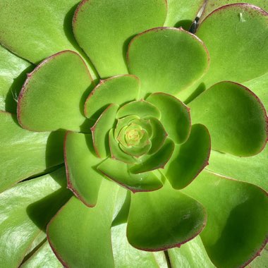 Justin's garden