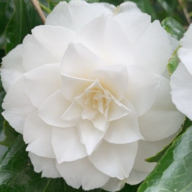 Camellia