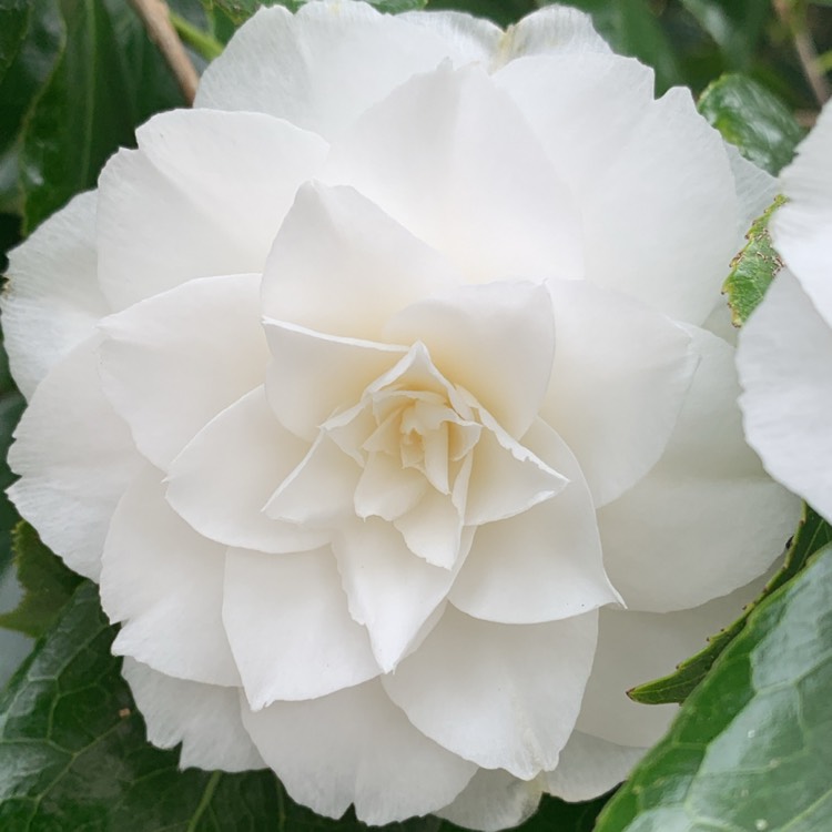 plant image 1579190