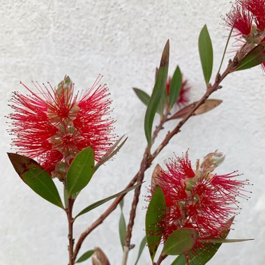 Bottlebrush