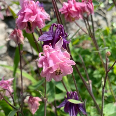 Columbine