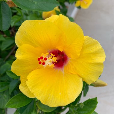 Hibiscus 'Athenacus'