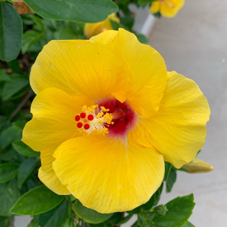 Plant image Hibiscus rosa-sinensis 'Athenacus'