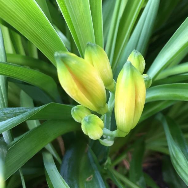 plant image 1628