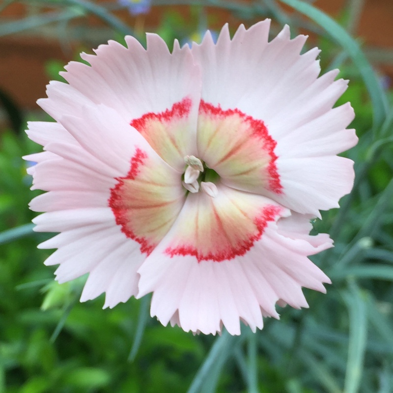 plant image 163141 plant image 163141