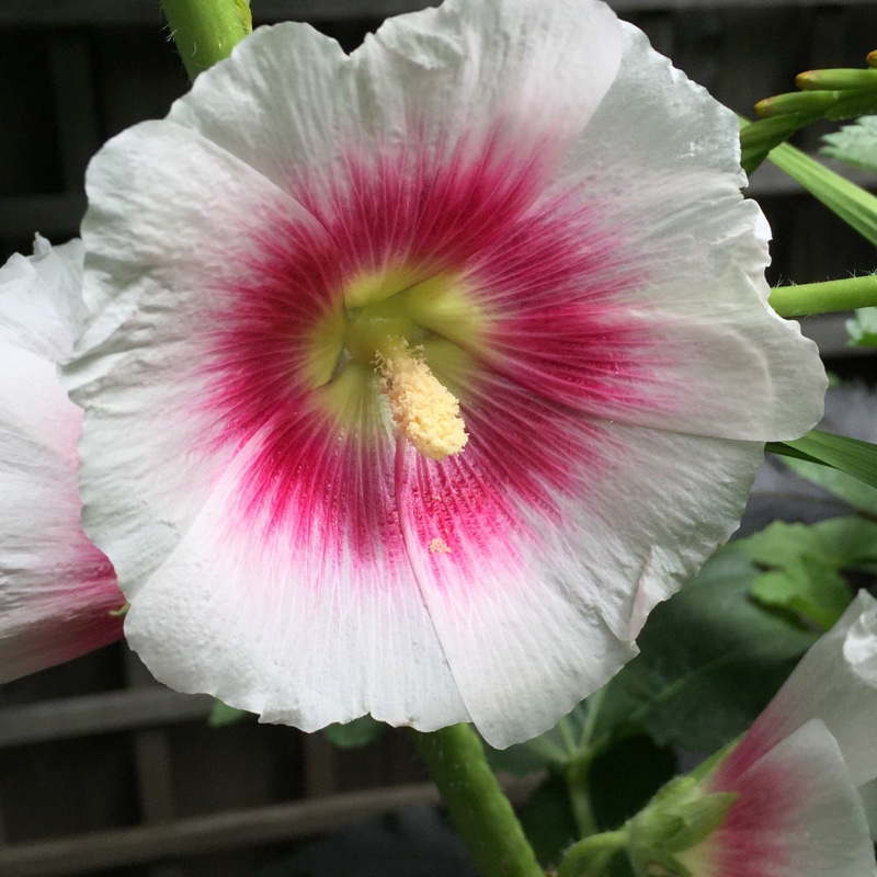 plant image 165822 plant image 165822