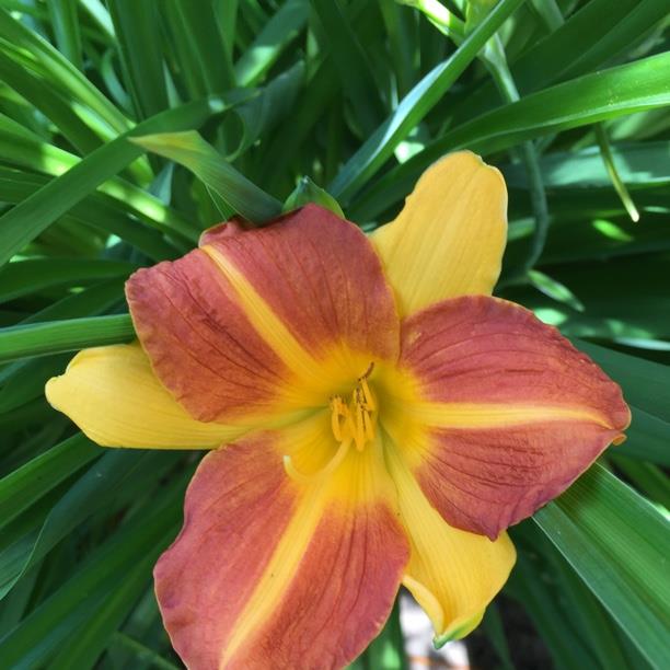 plant image 1675