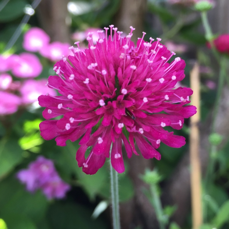 Knautia macedonica