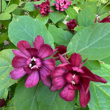 Sweetshrub 'Hartlage Wine'
