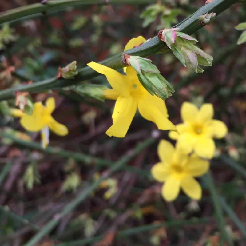 plant image 17367