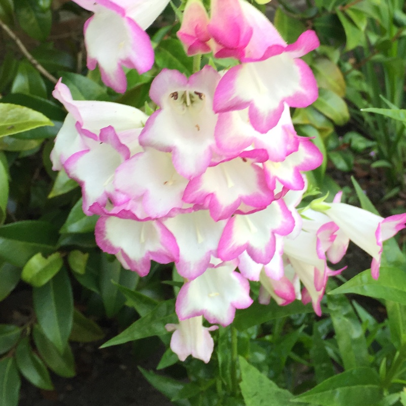 plant image 173694