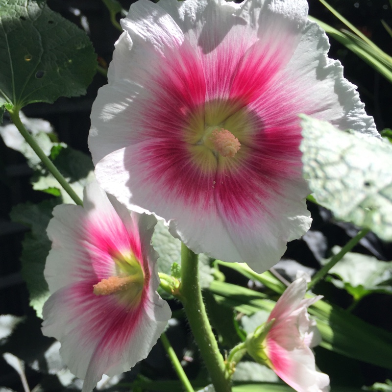plant image 173696 plant image 173696