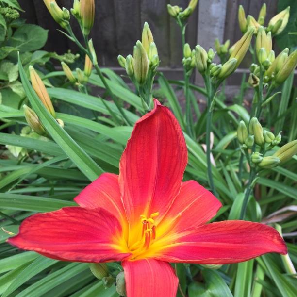 plant image 1754