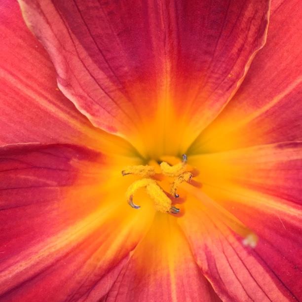 plant image 1755