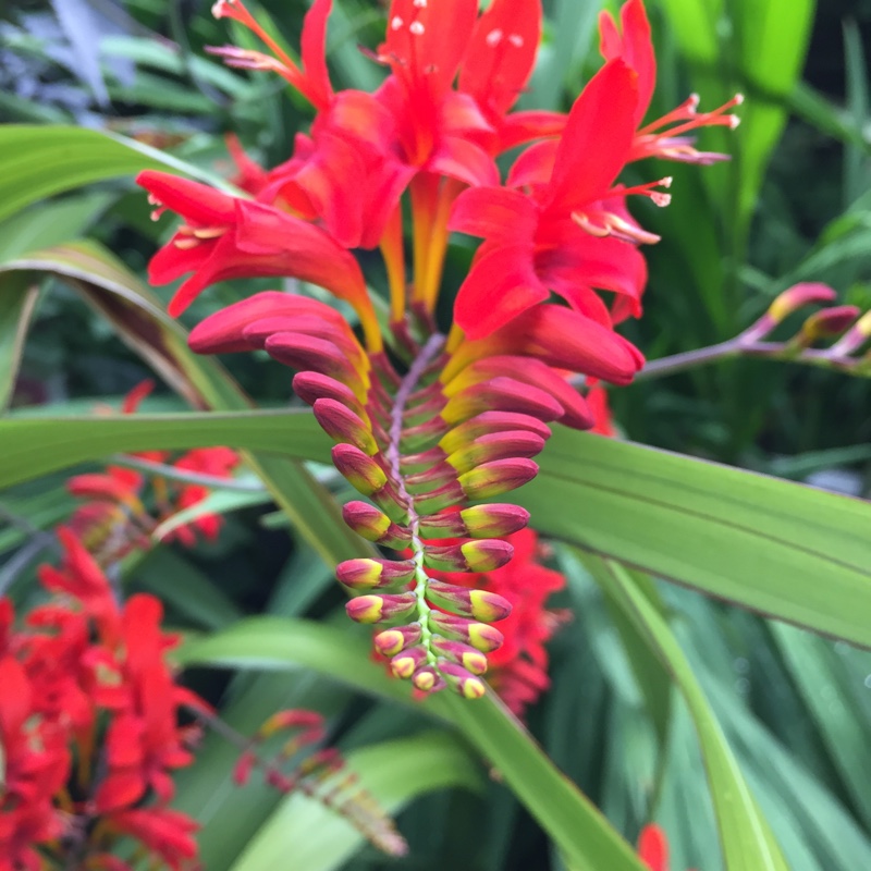 Crocosmia 'Lucifer'