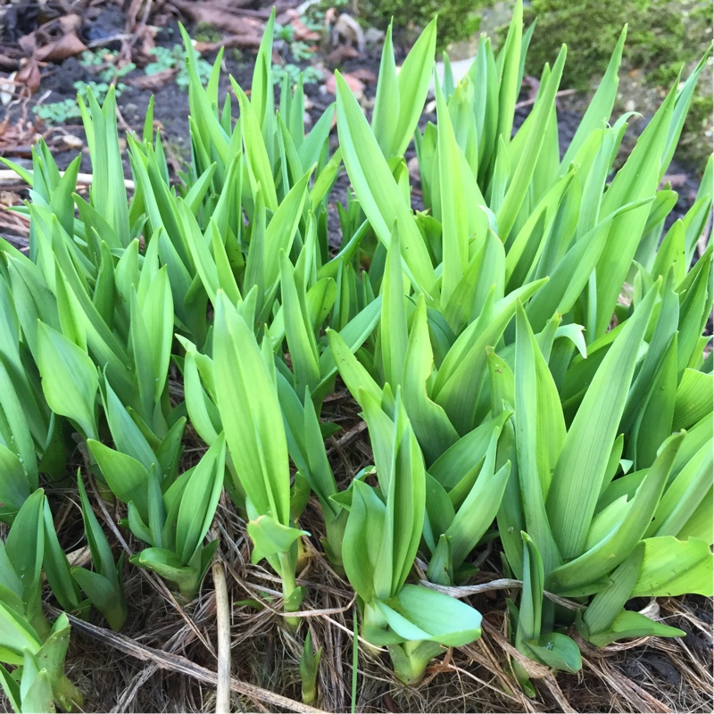 plant image 17773