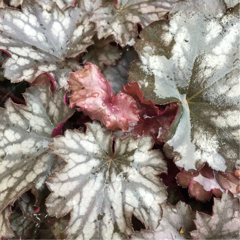 plant image 18118