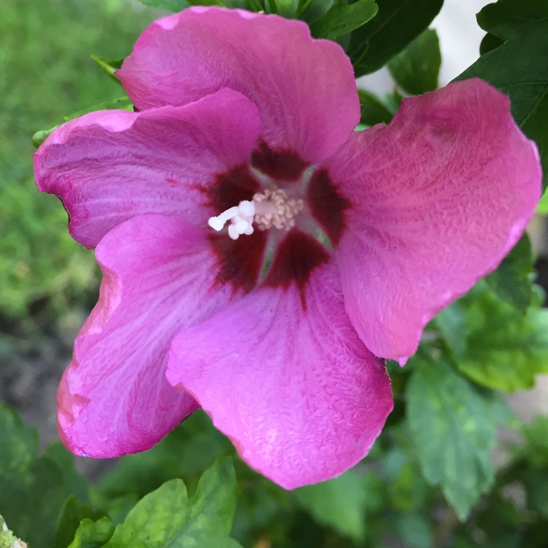 plant image 185971