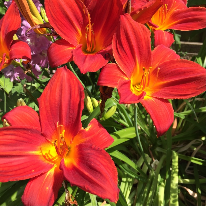 plant image 1892