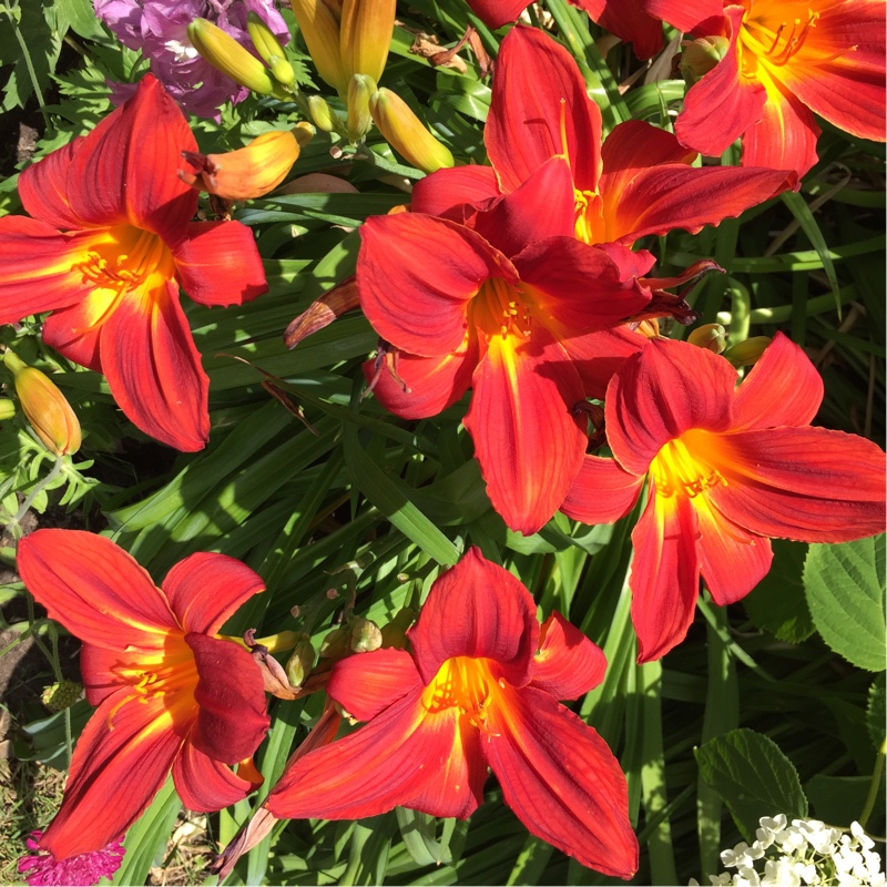 plant image 1893