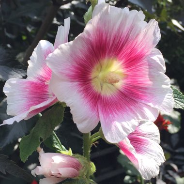Alcea rosea 'Halo Blush' (Halo Series)