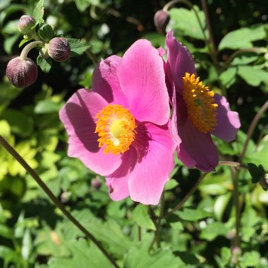 Anemone Hupehensis var. japonica 'Splendens'