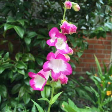Penstemon 'Pensham Laura'