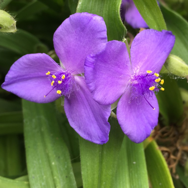 Plant image Tradescantia (Andersoniana Group) 'Purple Dome'