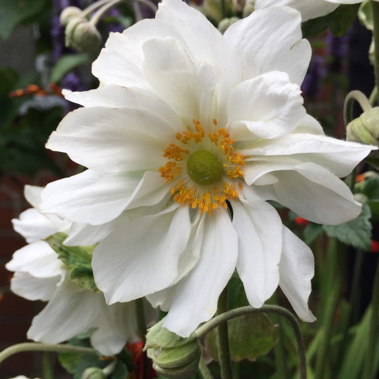 plant image 228974