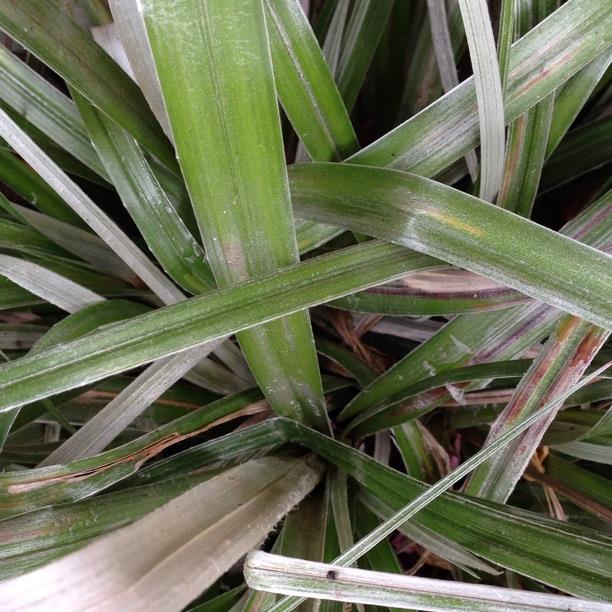 plant image 238