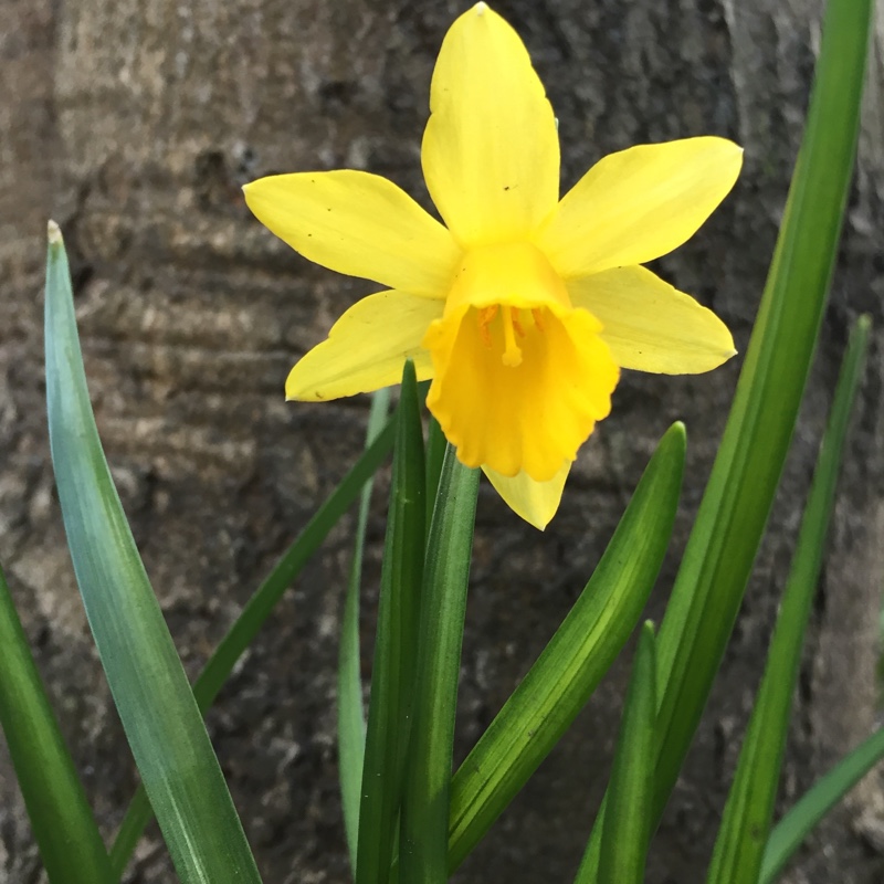 Narcissus 'Tête-à-Tête'
